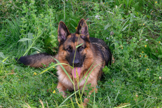 German Shepherd Dog lying face-on with its tail to the left of the photo looking at the camera. with the tongue out of the mouth and a relaxed attitude.