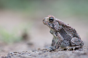 Macro Toad Profile with Blurred Background Cool Tones Low POV
