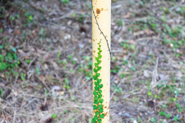 錆びかけの白いポールにはびこる蔦