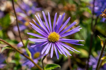 Fototapeta premium Aster peduncularis a purple blue herbaceous summer autumn perennial flower plant commonly known as Michaelmas daisy stock photo image
