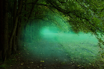 Misty road in forest. Blue mist, transparent fog, trees with shaped branches along the pathway. Natural tunnel of the woods