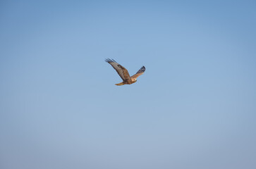 hawk flying high in the blue sky