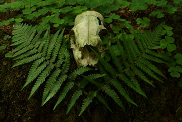 Fern leaves framing old skull in wild woods