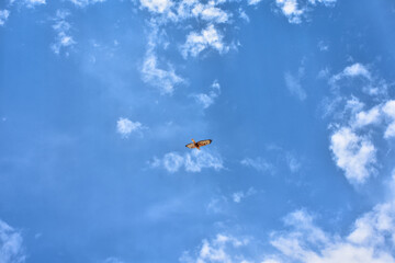 hawk flying high in the blue sky