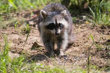 Grinning Raccoon Eating Seed on Ground Closeup Ground Level POV