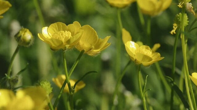 Yellow buttercup flowers in spring