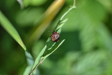 macro striped bug on a green plant