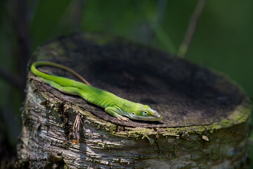 Green Anole on Tree Stump in Sunlight