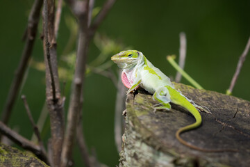 Shedding Green Anole on Tree Stump