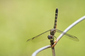Yellow Striped Dragonfly Macro on Metal Wire with Blurred Background