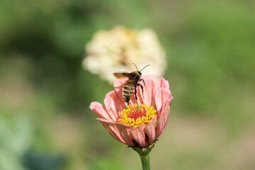 Bumblebee Closeup Flying from Center of Pink Zinnia