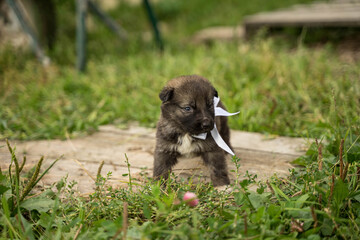 small brown dog with a white bow