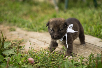 Fototapeta premium small brown dog with a white bow