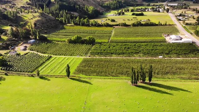 Green fruit orchards and grassland with sheep aerial birds eye view shot. Valley between Roxburgh dam and town. Nice warm sunny day in Otago, New Zealand