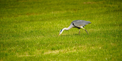 Fototapeta premium Gray Heron searching for food