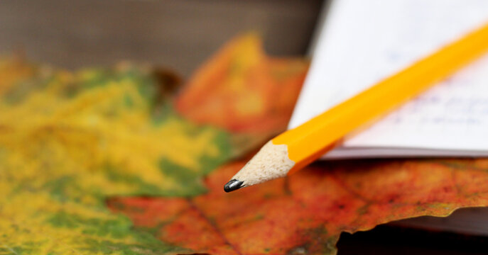 Orange pencil, autumn leaf and book. School theme.