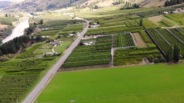 Roxburgh fruit orchards after harvest without birds protecting nets aerial tilt up shot reveal of valley in Central Otago, New Zealand