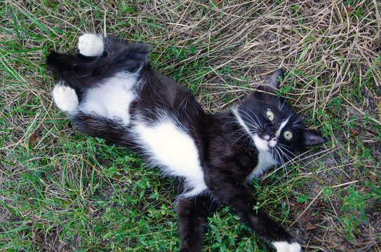 A young black cat with light stripes is lying sadly on the grass.
