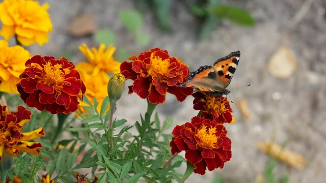 A butterfly on a marigold flower eats nectar.