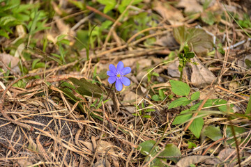 purple crocus flower close up in dry grass