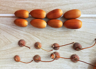 autumn leaves. acorns close-up. texture. bright colors.
