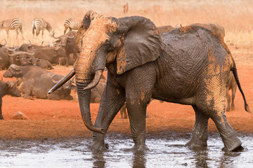 African bush elephant (loxodonta africana) covered in mud in watering hole, Ngutuni Game Reserve, Tsavo, Kenya