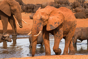Fototapeta na wymiar African bush elephant (loxodonta africana) in watering hole, Ngutuni Game Reserve, Tsavo, Kenya
