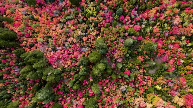 Beauty in Nature - Colorful Fall Leaves Changing Color in Autumn Season, Aerial Drone Overhead View