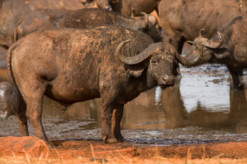 Obraz premium Cape buffalo (syncerus caffer) standing by watering hole, Ngutuni Game Reserve, Tsavo, Kenya