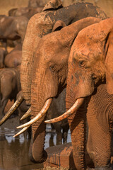 Fototapeta na wymiar Three African bush elephant (loxodonta africana) at watering hole, Ngutuni Game Reserve, Tsavo, Kenya