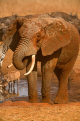 Fototapeta na wymiar African bush elephant (loxodonta africana) at watering hole, Ngutuni Game Reserve, Tsavo, Kenya