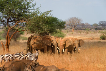 A herd of African bush elephant (loxodonta africana), Ngutuni Game Reserve, Tsavo, Kenya