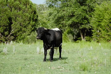 Fototapeta premium Young longhorn bull in green summer field.