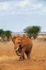 African bush elephant (loxodonta africana), Ngutuni Game Reserve, Tsavo, Kenya