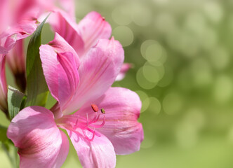 Pink Peruvian Lily on a green background
