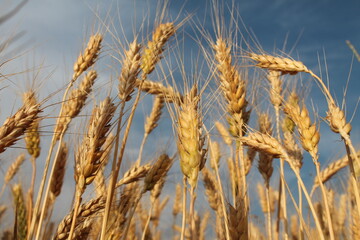 Fototapeta premium field of wheat,sky,field