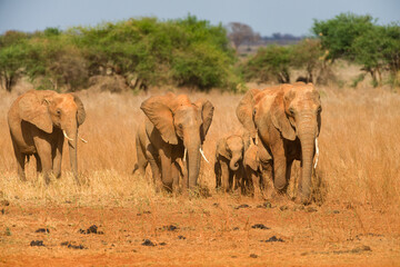 African bush elephants walking in line (loxodonta africana), Ngutuni Game Reserve, Tsavo, Kenya