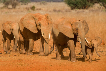 Fototapeta na wymiar African bush elephants walking in line (loxodonta africana), Ngutuni Game Reserve, Tsavo, Kenya