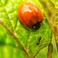 ladybug on leaf