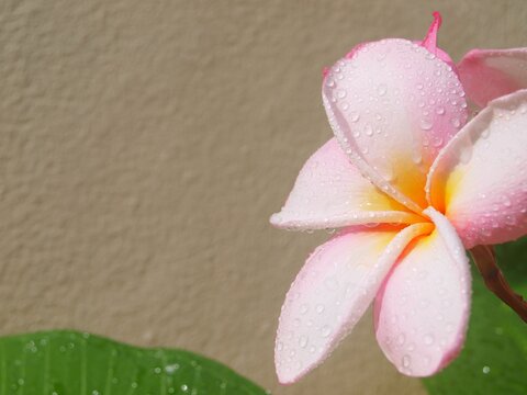 One flower of pink yellow Plumeria with drops of water at the right side of shot. Beige mono color abstract background. Flowering ornamental plants of Thailand and Asia. Macro, close up, isolated view
