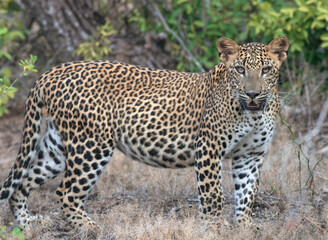 Leopard cub; leopard cub staring; leopard stare; staring leopard; Leopard cub from Sri Lanka; Yala National Park