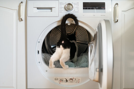 Curious Kitten Inspecting The Inside Of A Dryer