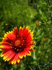 orange dahlia flower