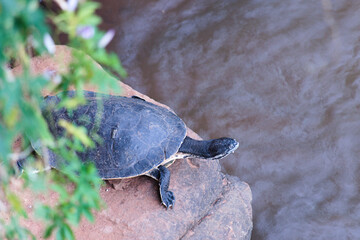 Obraz premium turtle