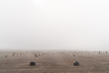 seedlings in a foggy, muddy field