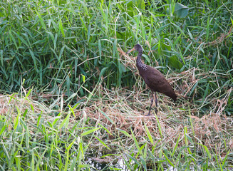bird in the grass