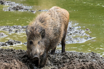 Wild boar (Sus scrofa) juvenile foraging in the mud along muddy lake shore