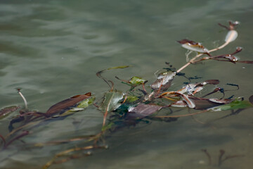 Multi-colored algae in the river don. Deciduous plants with green, maroon and brown leaves under water, near the shore, in shallow water with a sandy bottom