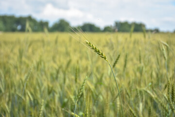 unripe wheat field, crop field