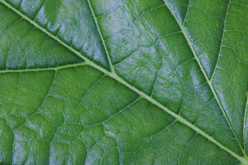 Close-ups and details from the green leaves.